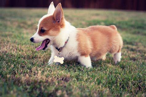 test photo of a corgi puppy